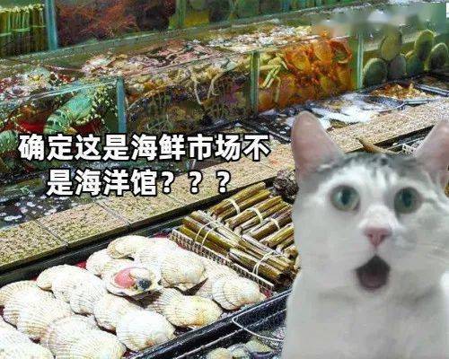 當北方貓貓第一次見到南方海鮮時...... 萌趣萌寵 第4张