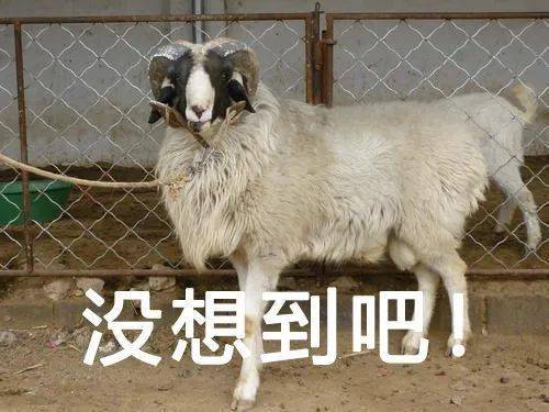 什么 羊是牛 这些牛年冷知识 上海动物园里有多少种牛 你知道吗 羚羊 什么 羊是牛 这些牛年冷知识 上海动物园里有多少种牛 你知道吗 羚羊