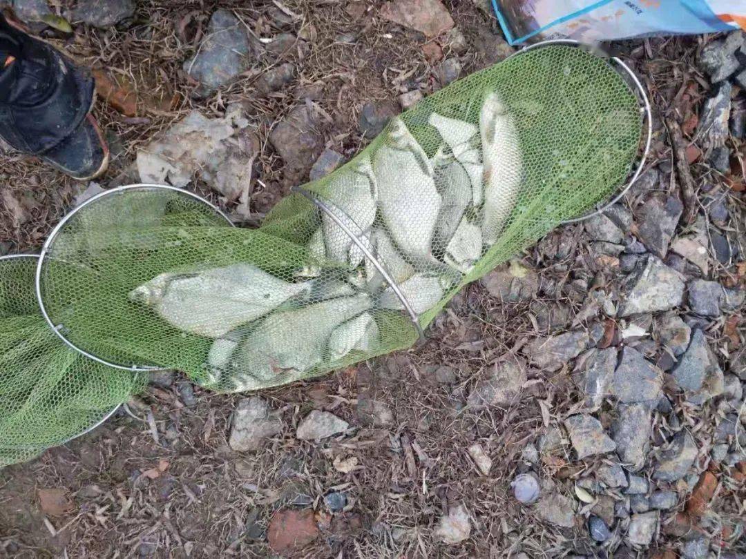 好钓分享大蓝鲫腥世界爽钓鳊爆护