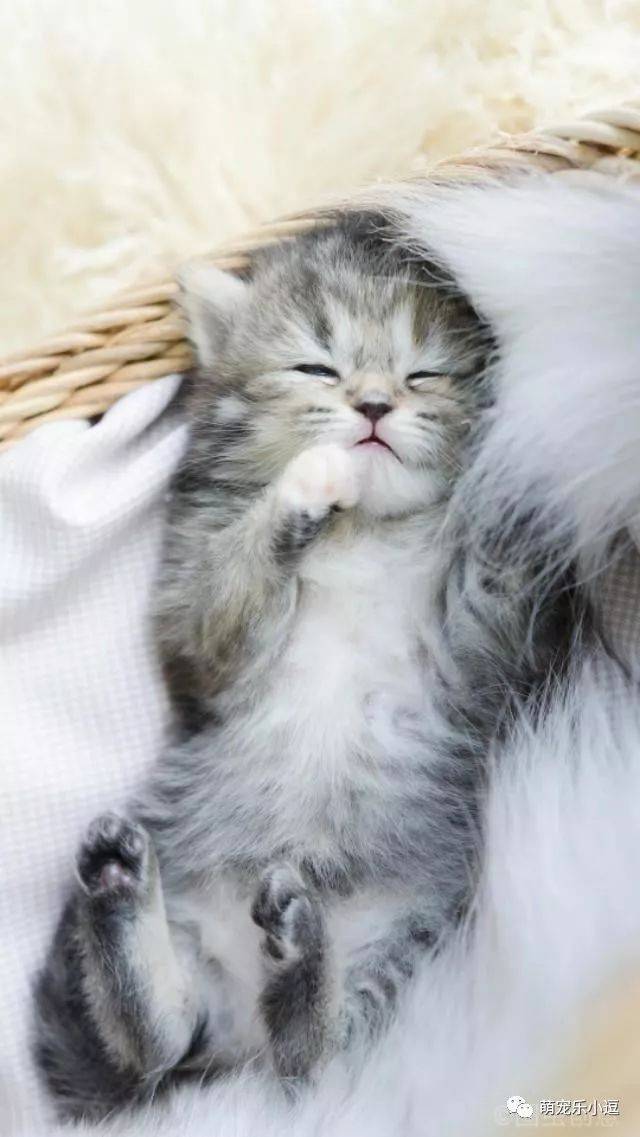 治愈系的萌物心情疲乏时看着它们世界里又多了好多美好