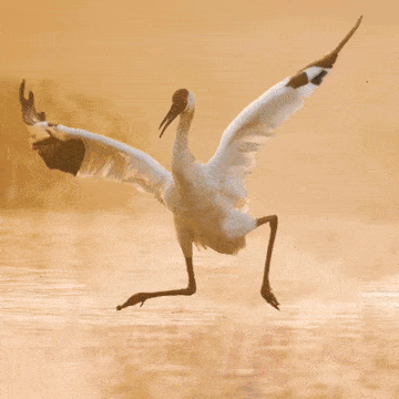 恭鹤新禧请查收江西人的贺岁表情包