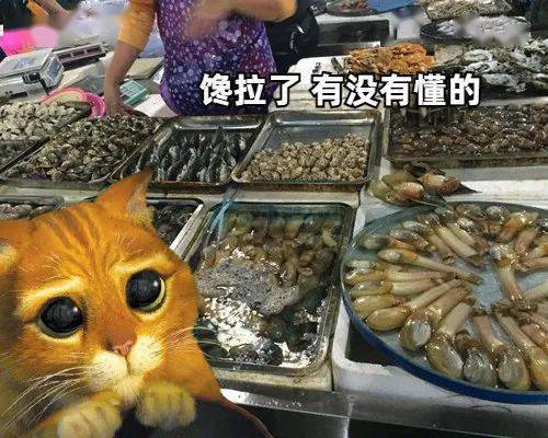 當北方貓貓第一次見到南方海鮮時...... 萌趣萌寵 第6张