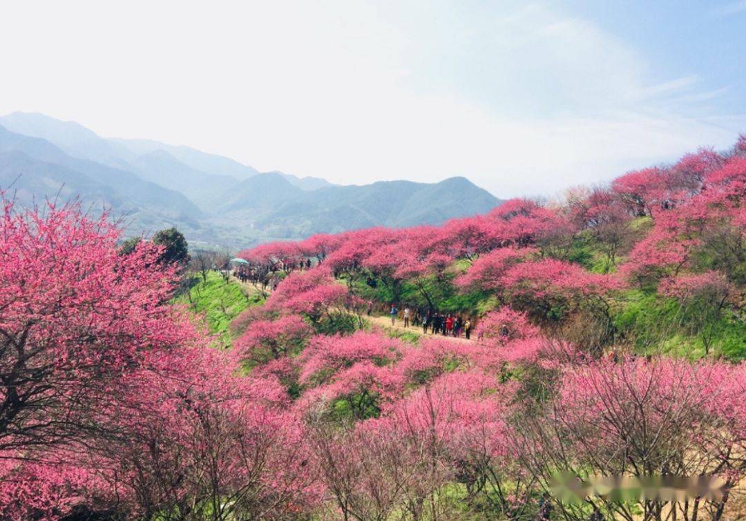 踏春赏梅215初四愿在红梅盛开处遇见你徒步梅花谷赏红梅探秘岩头古村1