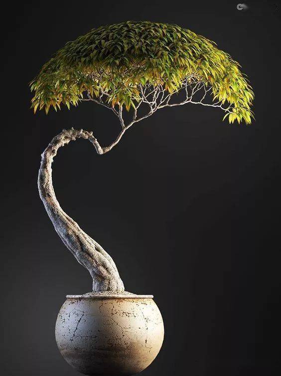 中式禅意盆景!绝美!