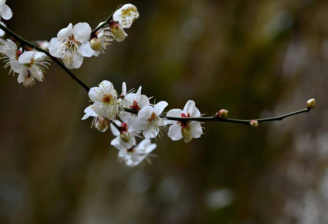 天台摄记之国清寺古刹隋梅次第开暗香满院知音来┃拍摄阳光金子