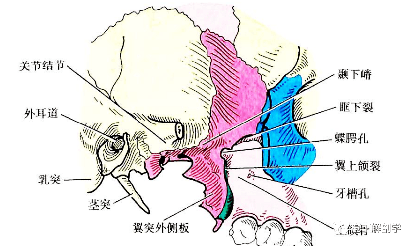 翼丛与上颌动脉位于颞下窝浅部,翼内肌,翼外肌,下颌神经及其分支位于