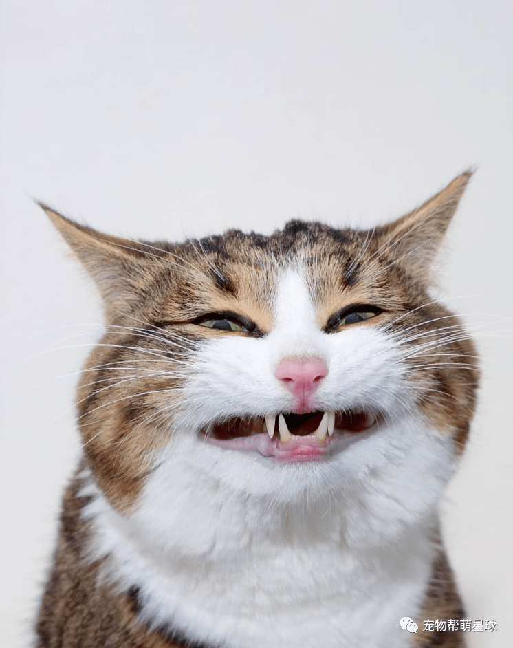 虎斑猫表情超丰富!