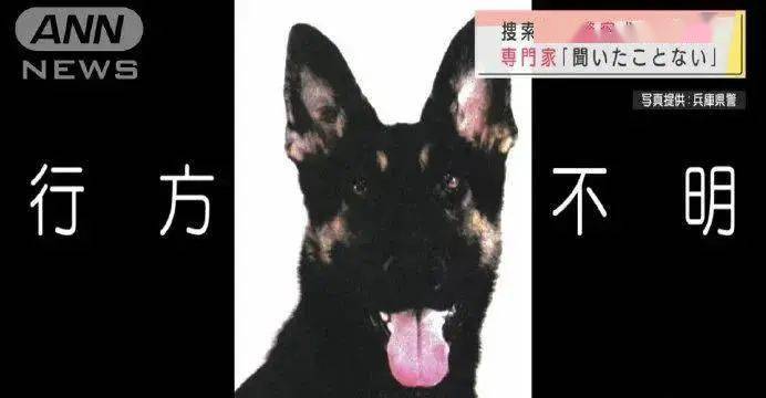 警犬搜尋失蹤者時自己走失了，然後被警犬搜尋...哈哈哈哈禁止套娃！ 萌趣萌寵 第2张