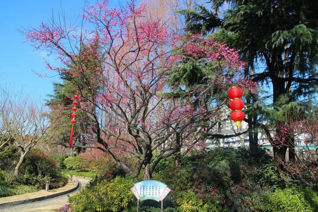 梅川公园的梅花盛开,春节邀您来欣赏