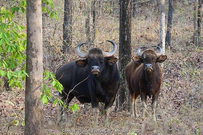 拜年了牛就是这么牛