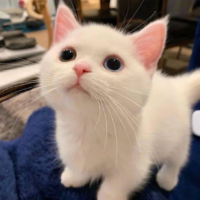 可爱猫咪头像躲在云层里的星星都在发光你也要加油啊