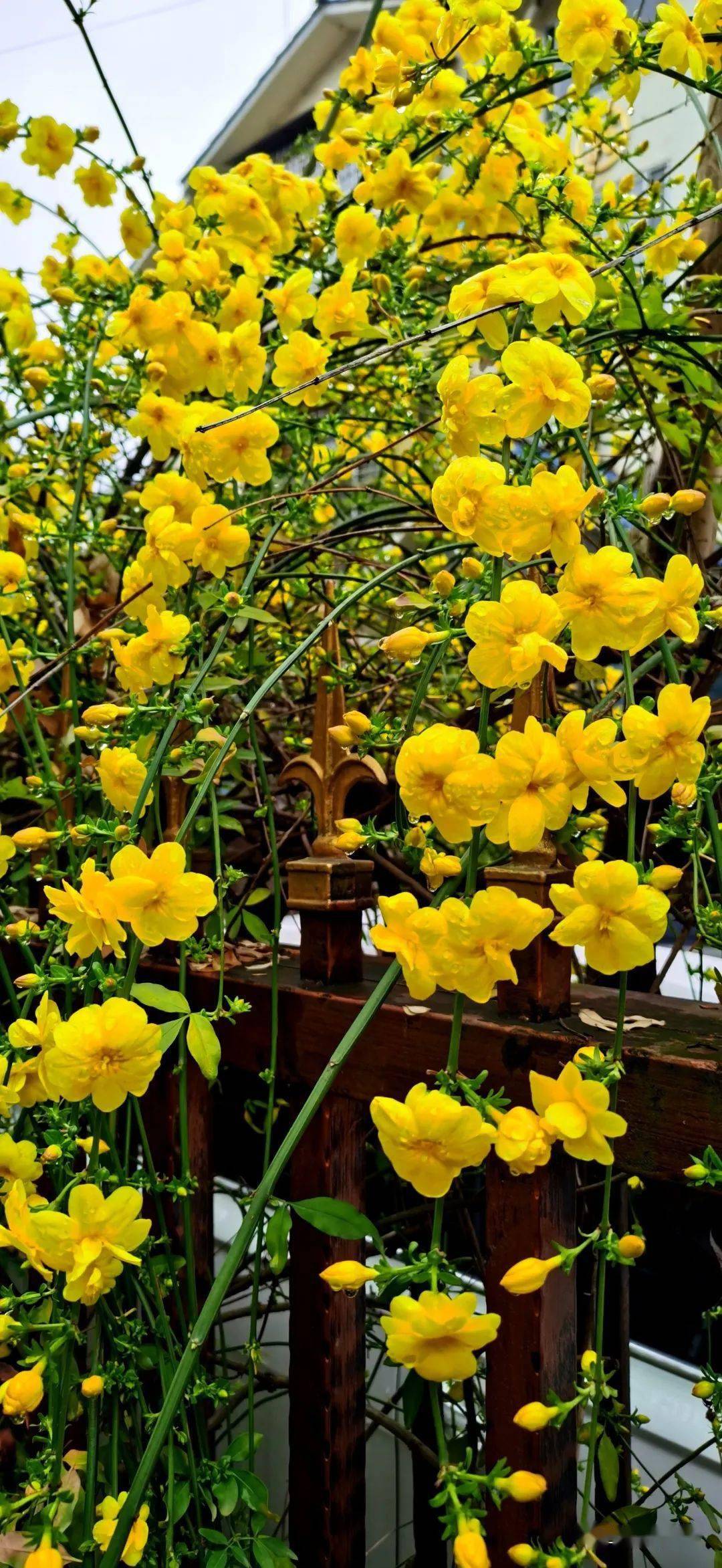 走读全州玉龙花园的迎春花最先开