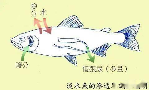 海水鱼与淡水鱼 为什么淡水鱼不 淡 海水鱼不 咸 盐分