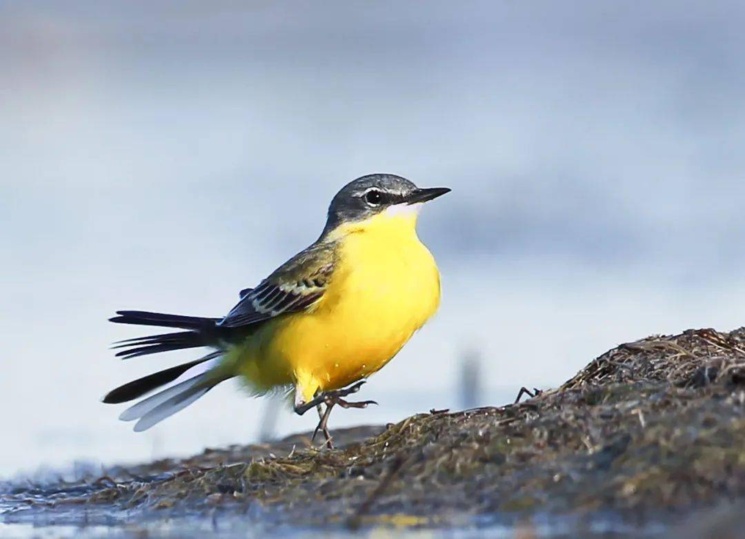 精美图集绿色兴安铺画卷百鸟鸣春贺新年