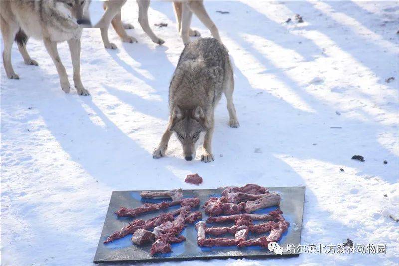 什么气冲天的成语动物_成语故事图片