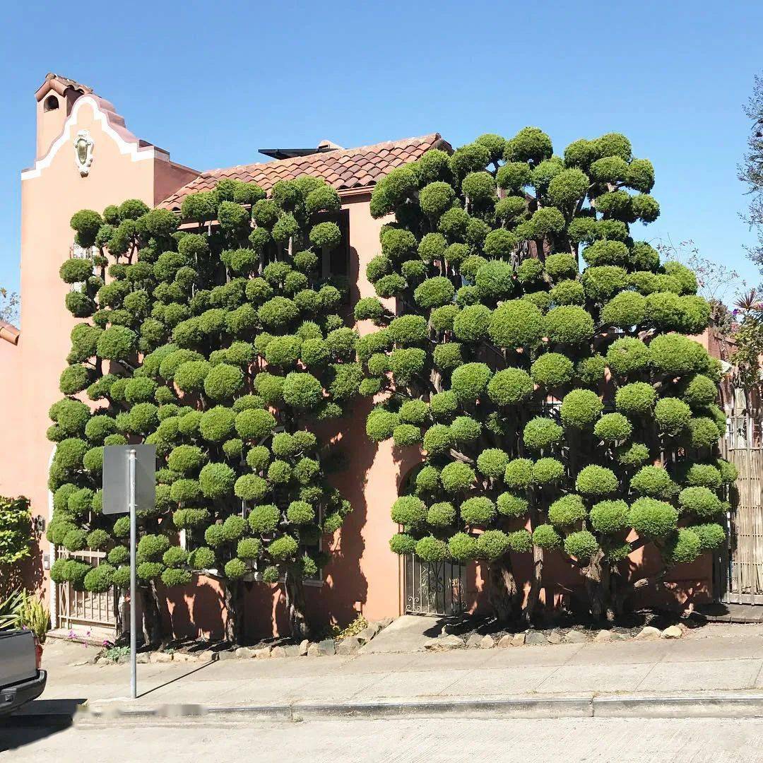 惊讶地发现装饰着邻居院子的奇异景观造型 同时,圆形造型的修剪植物