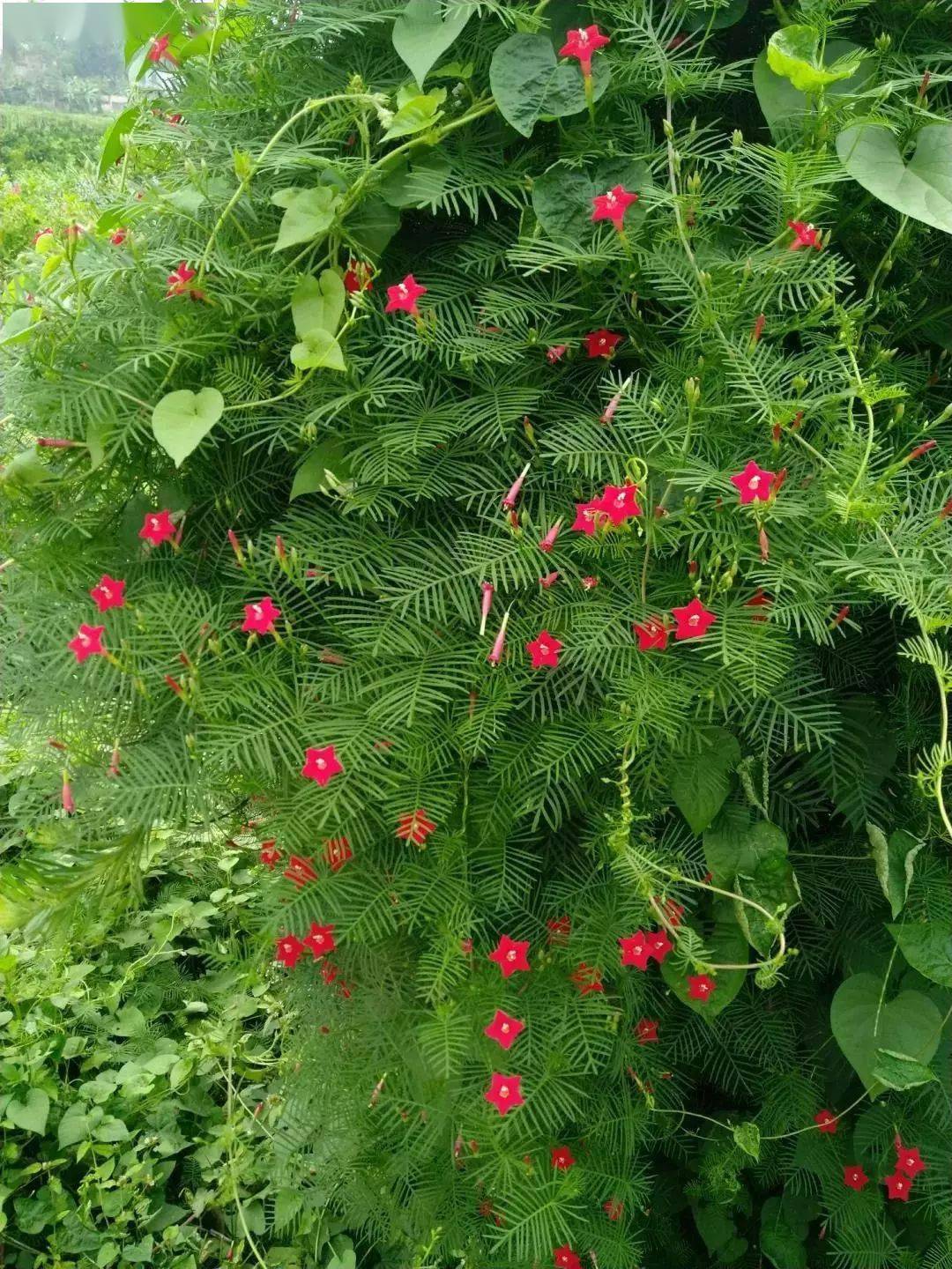 25种 常见爬藤植物 花开便成瀑布 开花