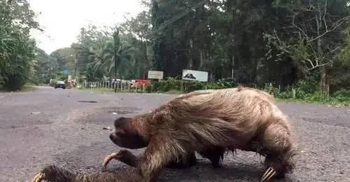 树懒过马路爬得太慢急得路人一把抱起它下一秒树懒的表情笑喷