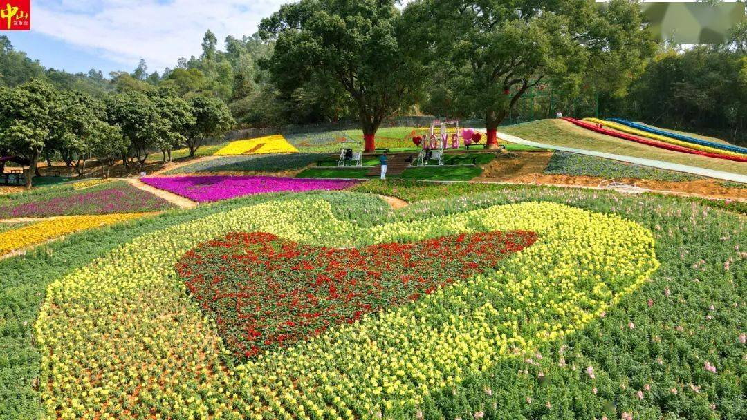春节去哪儿玩?中山大片七彩花田盛放,约起