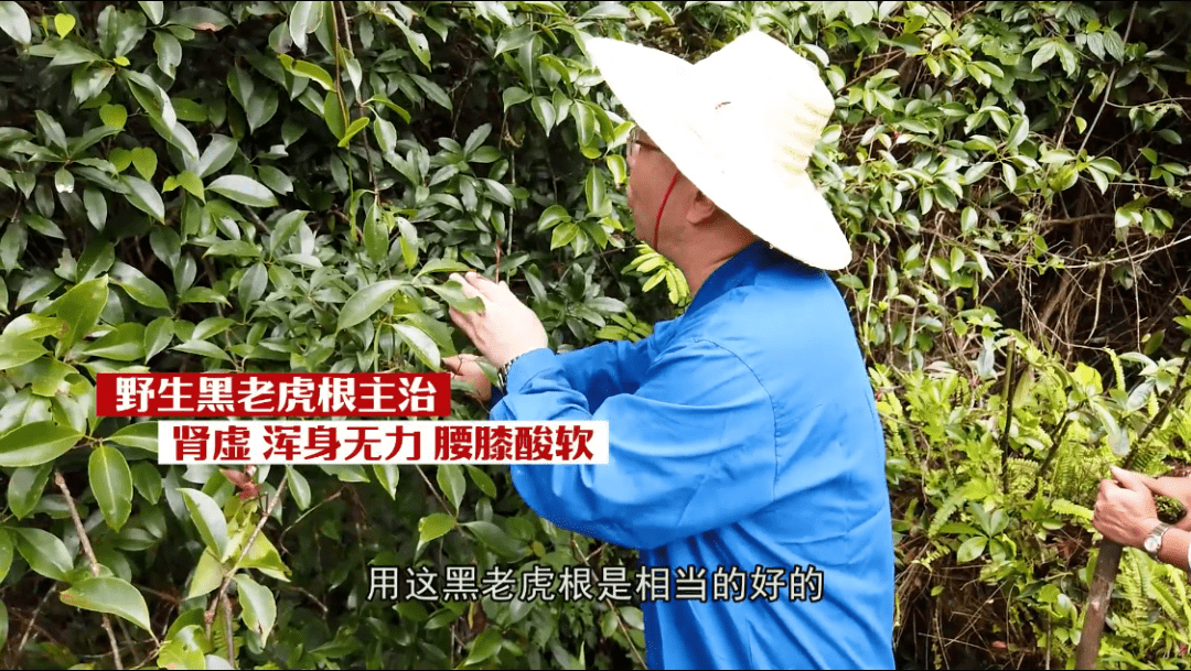 野生黑老虎根专补先天之本,能够祛风活络,益肾固精,健胃养胃,治疗骨痹