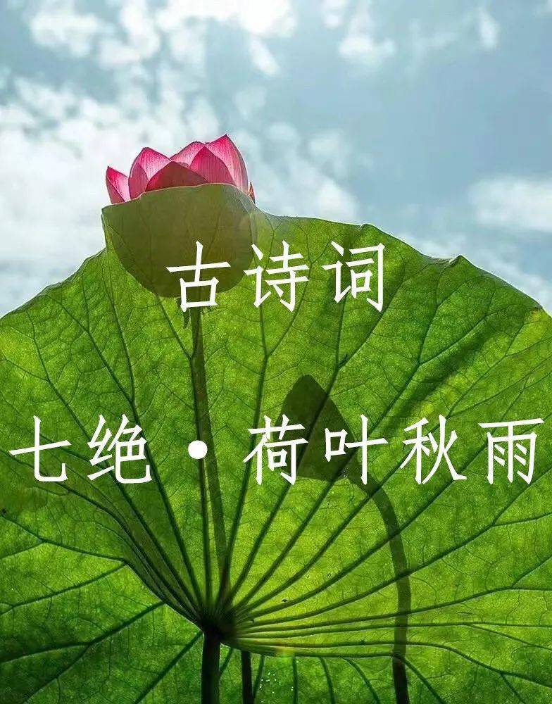 七绝荷叶秋雨外一首法国写实派小说家阿尔封斯都德