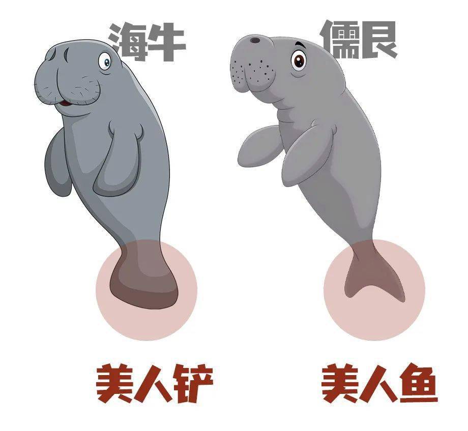 海牛讲究！打完喷嚏，不忘擦鼻子_儒艮