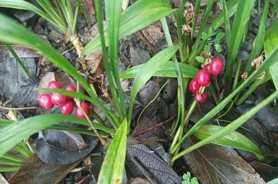 吉祥草龙井朱砂根和紫金牛经野生地被引种应用大师工作室从山间引种