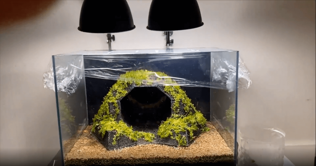 手工画出来的3d立体水草骨架!