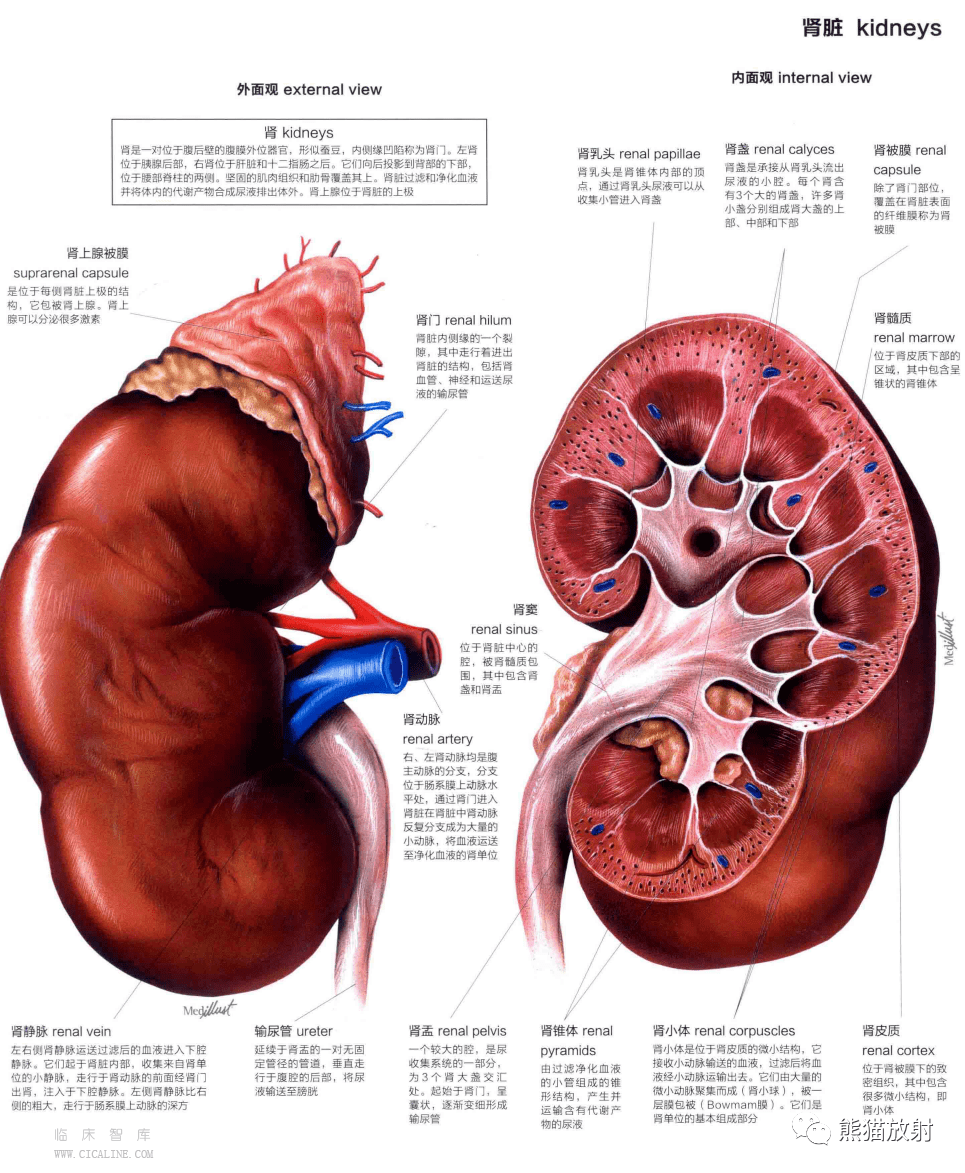 肾锥体图片