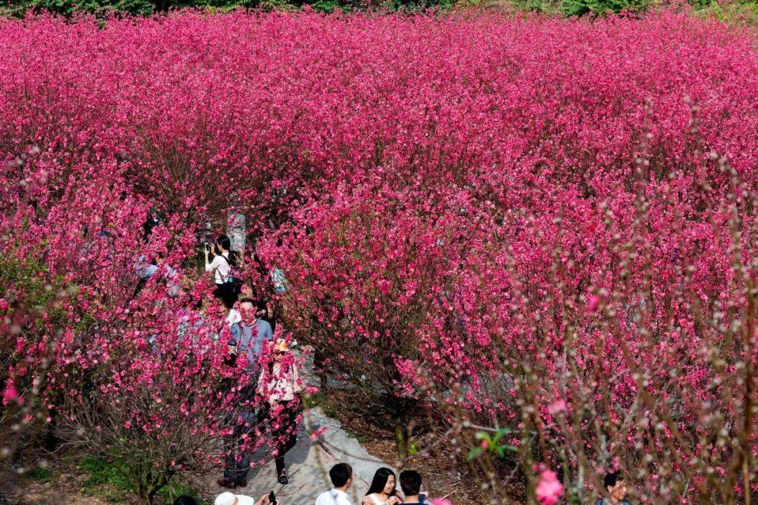 14/2.15號出發:江門千畝油菜花海 桃花源 葵樹林 彩虹村 圭峰山_新會