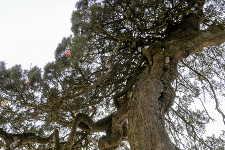 霞浦古树名木水门芦阳900多年古桧似盘龙