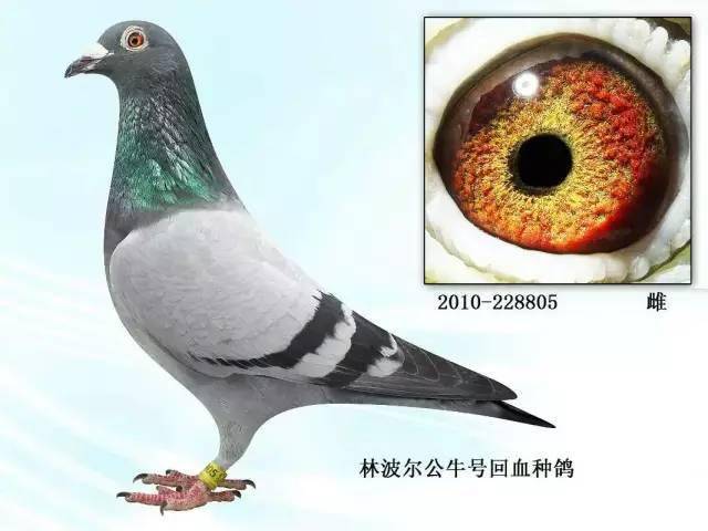 以形态特点选择种鸽!