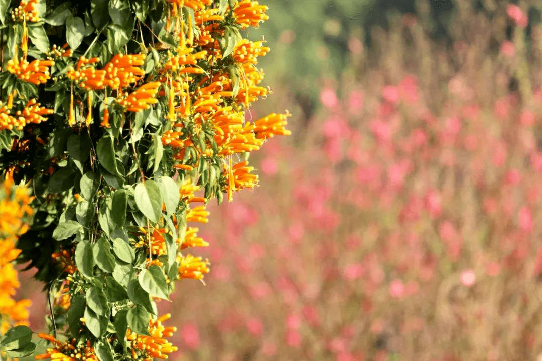 满城花开南海春节赏花地图送上约起