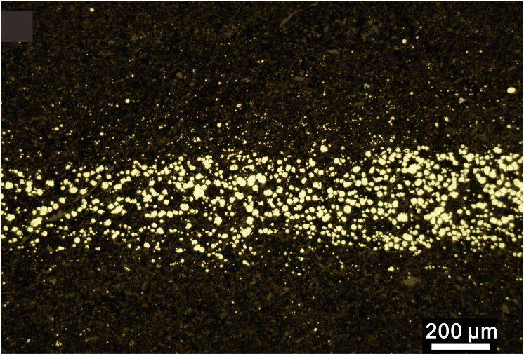 研究|6亿年前，深海生物有了“吸氧自由”