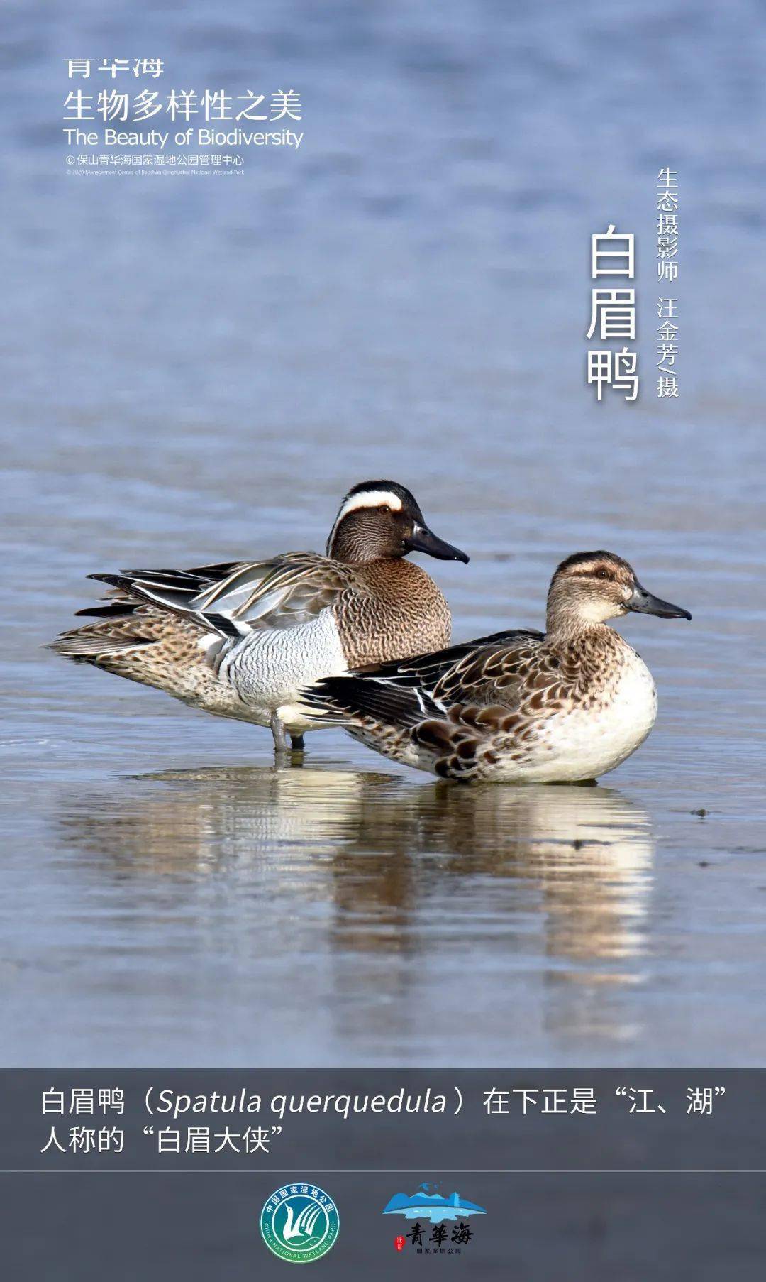 【青华海生物多样性之美】白眉鸭:在下正是江,湖人称的白眉大侠
