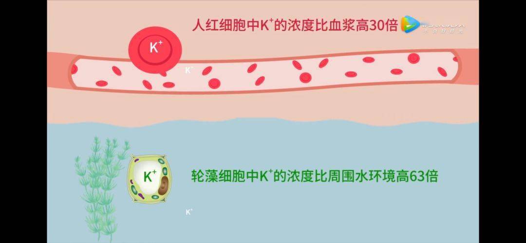 以小腸為例,細胞存在逆濃度梯度進行物質跨膜運輸的過程.