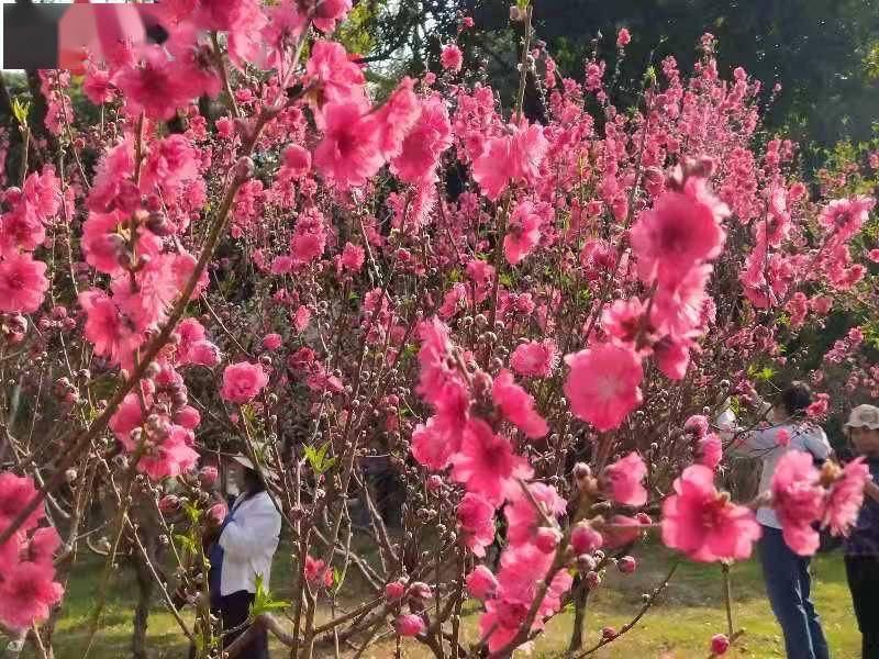 花城花正艳，这个赏花地图你不可错过