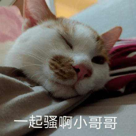 魔性妖娆猫表情包图片