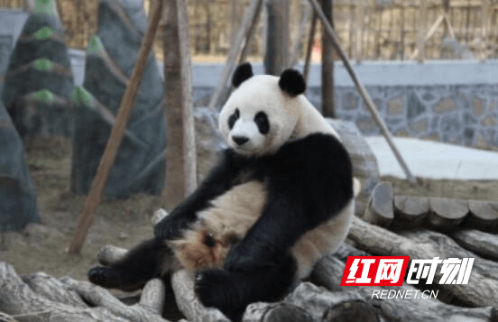 凤凰：春节期间熊猫苑亲子游火热 与国宝共享亲子时光