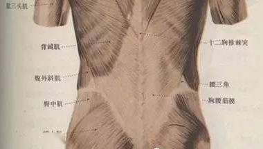 珍藏从脊柱肌肉分布谈腰背痛