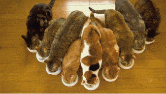 猫咪干饭大队,钱包不够厚养不起,02被几只猫躺到腿麻,幸福吗?