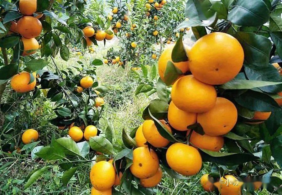 食史百味至美柑橘出迦南国运兴衰融果香雅法橘与以色列建国史