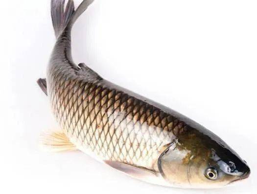 知识窗 这些鱼名 您能读对几个 人们