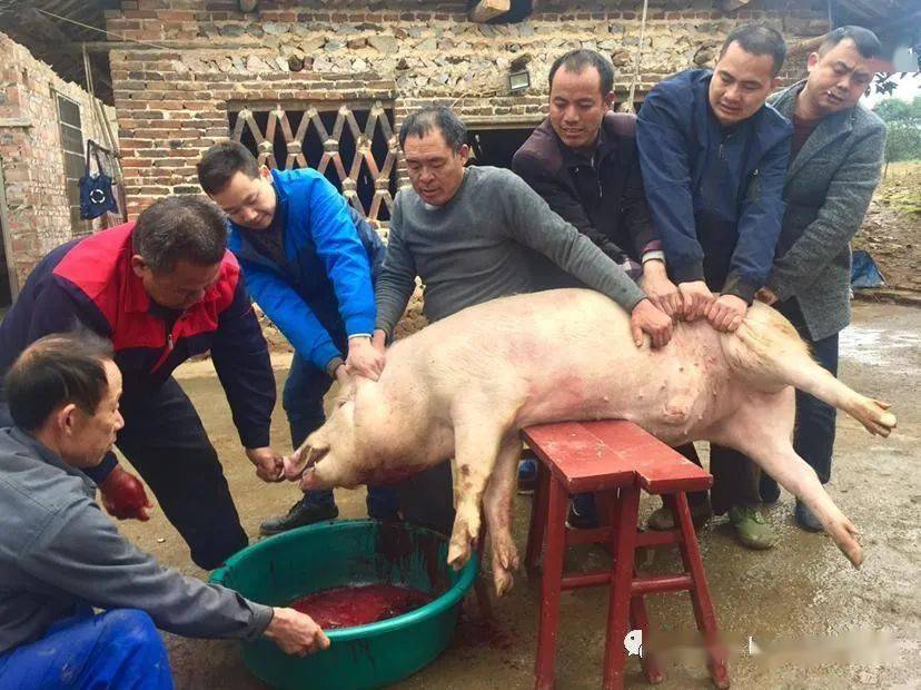 难忘年味②杀年猪