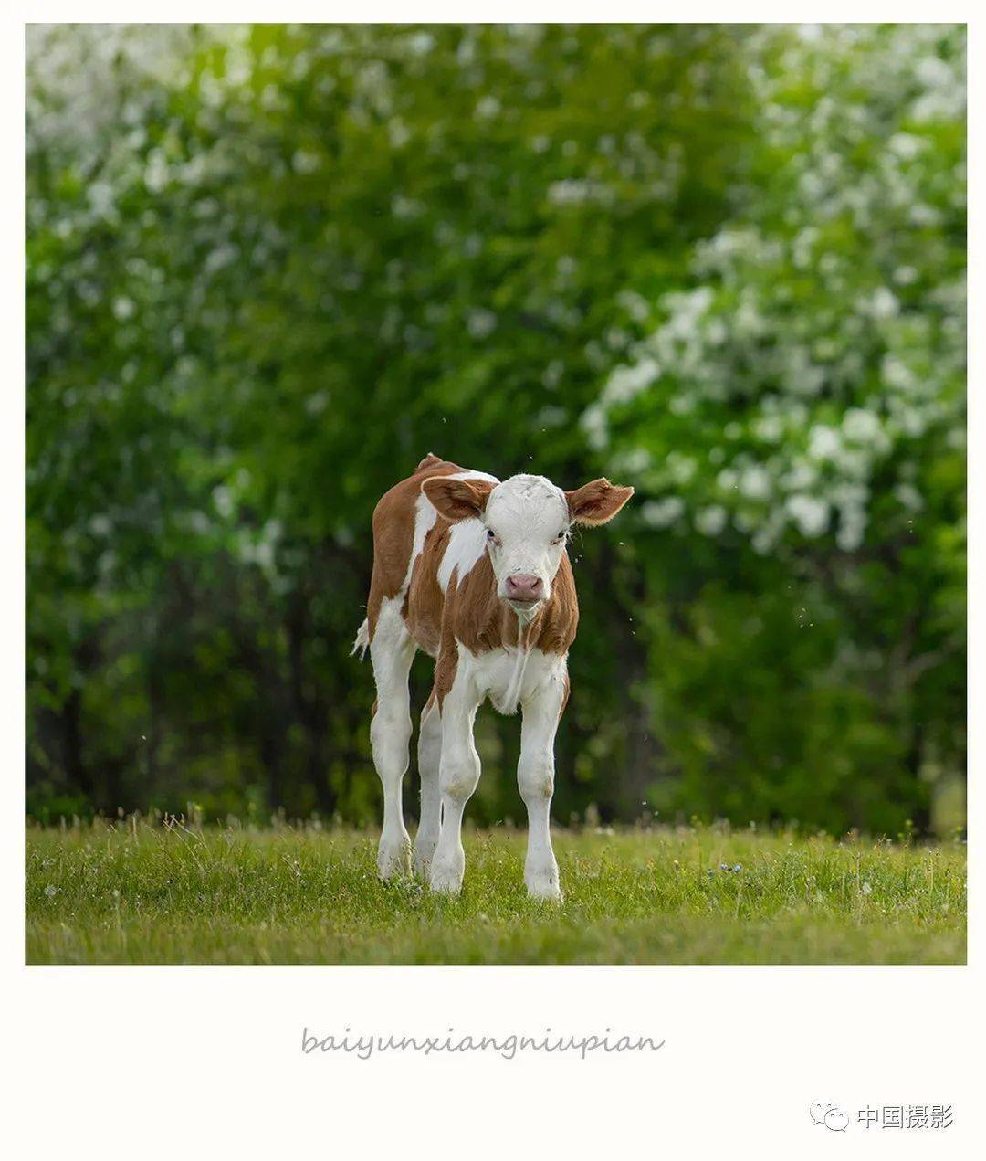 《 初生牛犊 》 摄影家白云翔牛图欣赏