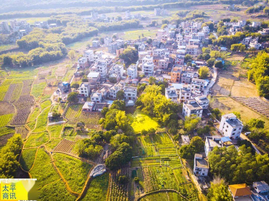 航拍藤县太平镇下黎村油菜花海春节打卡