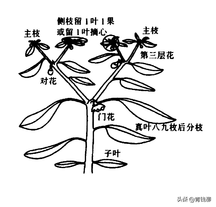 北方玻璃温室彩椒无土栽培生产管理关键技术