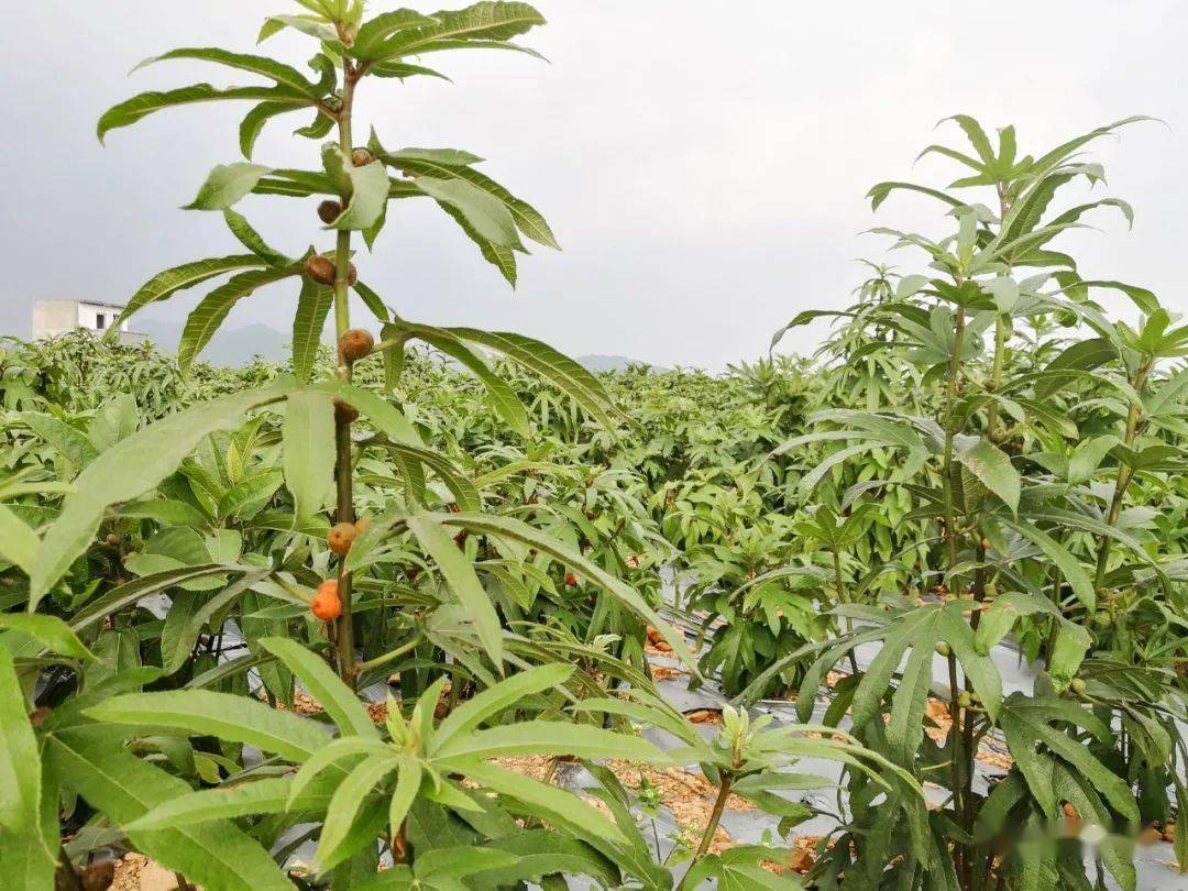 惠來這個地方,生長著一大片名貴藥材._種植