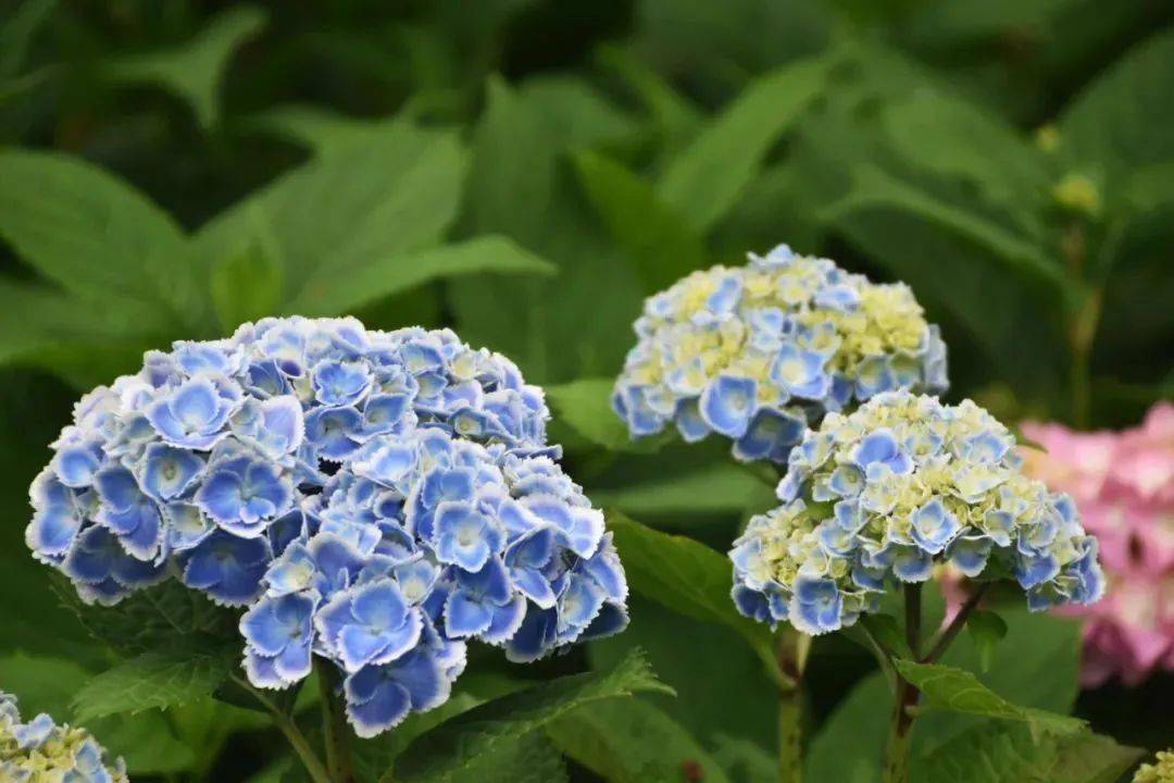 点燃一夏浪漫 这样的绣球岂能不爱 花色