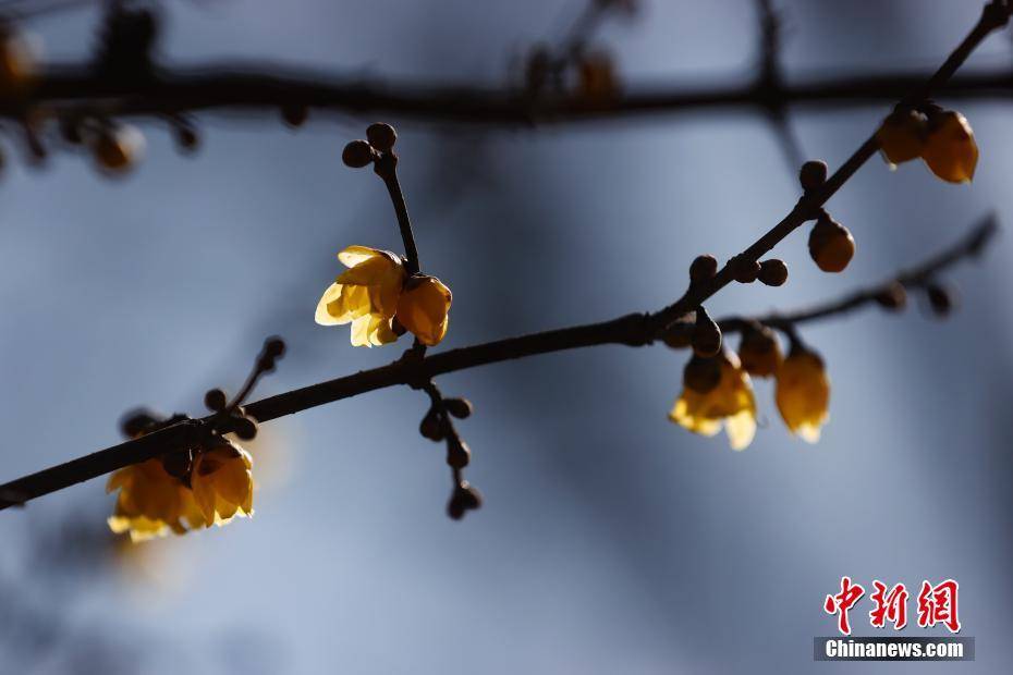 北京陶然亭公园腊梅迎春